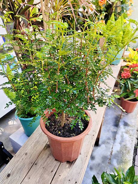 Zanthoxylum armatum