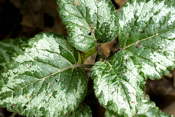 Macro close-up of Lamium maculatum (spotted dead-nettle) leaves showing variegated green and silver patterns. Natural foliage texture with medicinal and ornamental plant detail.