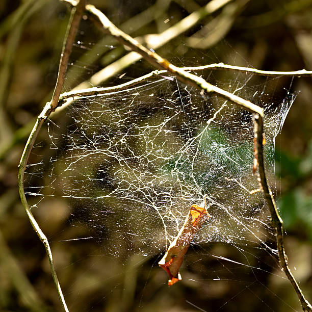 Macro detail of a spider web stretched between thin branches with a dry leaf trapped inside. Natural forest textures with abstract light reflections and fine silk threads.