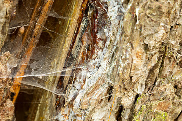 Macro detail of cracked tree bark with resin and fine spider web threads. Natural textures from a European forest, ideal for abstract backgrounds and organic design.