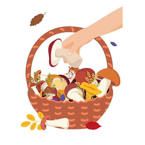 grzyby leśne są w koszu, ilustracja wektorowa na białym tle. - grzybobranie stock illustrations