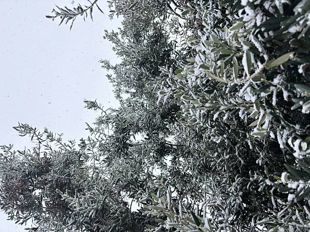 Frosted Leaves of an Olive Tree During a Winter Snowfall