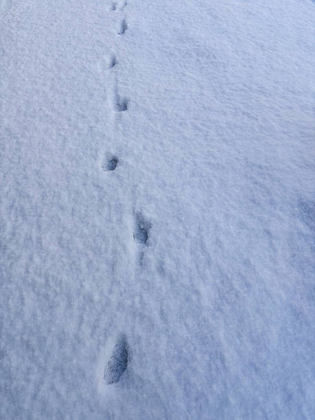 istock Delicate Animal Tracks Leading a Path Across Freshly Fallen Snow 2234959743