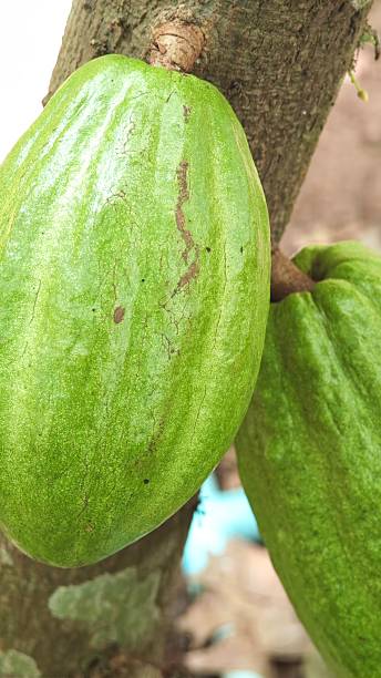 istock Cocoa tree with green cocoa pods. 2234961068