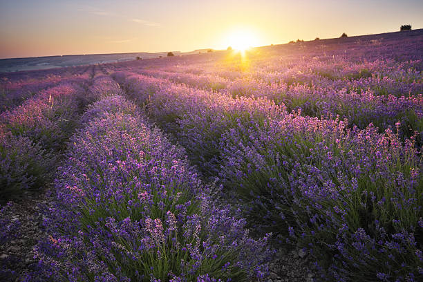 istock Meadow of lavender at sunset. 2234962510