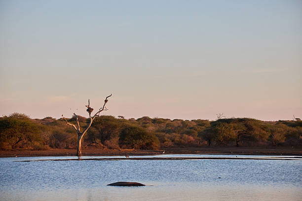 A serene watering hole in Kruger National Park, surrounded by savannah trees during sunset. A calm and peaceful landscape offering a view of African wildlife habitat and tranquil natural beauty.
