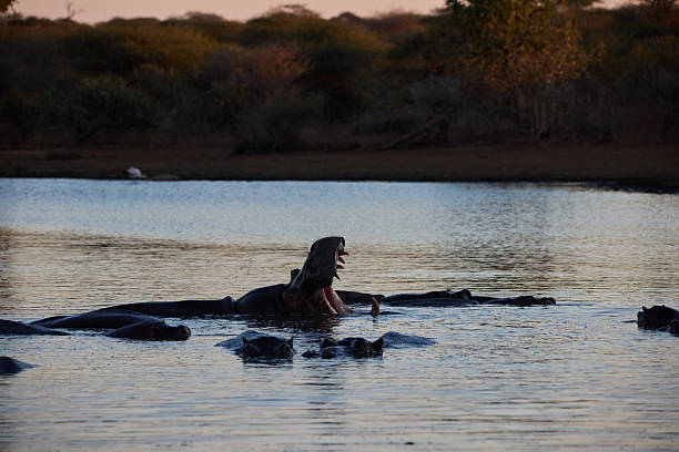 Hippo swimming in a pond