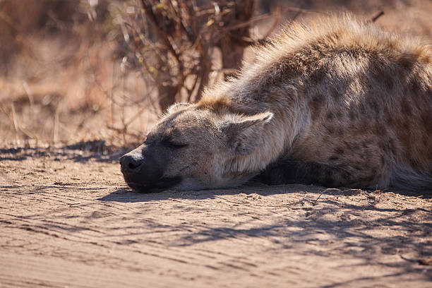 A spotted hyena lying down in a quiet, relaxed position, blending into its surroundings.