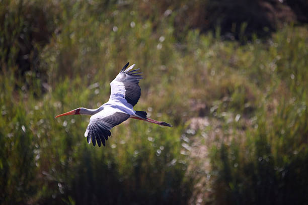 A majestic stork gracefully flies over lush vegetation, showcasing its beautiful wingspan and elegant movement. Captured amidst a natural setting, this image embodies freedom and the beauty of wildlife.