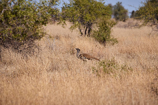 A single bird in a dry savannah habitat, surrounded by bushes and tall grasses under the bright sunlight of Kruger National Park.