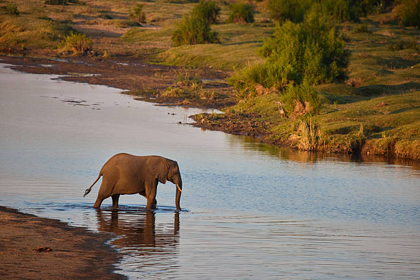 bathing elephant displeased