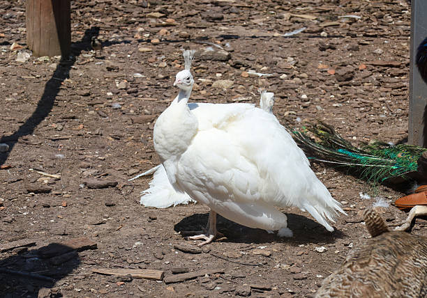 White peacock standing on ground and spreads tail, White bird, Big bird