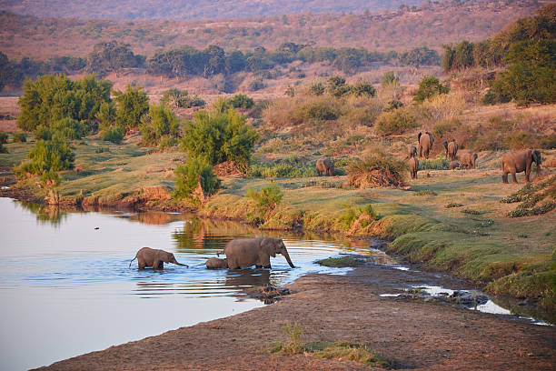 A breeding herd of Elephants drinking water in Pilanesberg national park reserve