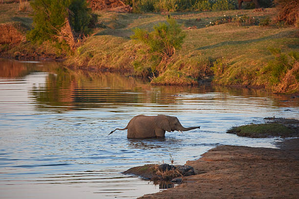 African elephants (Loxodonta africana) approach and enter the Chobe River, including a mother with large flapping ears and her baby elephant, eastern end of the Caprivi Strip, Namibia, Africa
