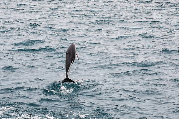 Delfín oceanico saltando