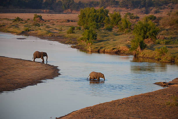 An Elephant playing in the river. Taken in Kenya