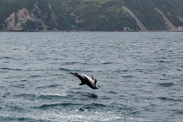 istock Dusky dolphin leaing out of the water 2234963767