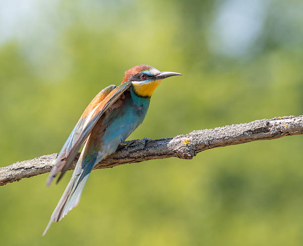 istock European bee-eater, merops apiaster. A bird stretches its wings while sitting on a branch 2234965164