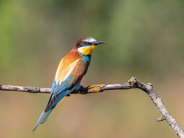 istock European bee-eater, merops apiaster. A bird sits on a branch against a blurred, flat background 2234965169