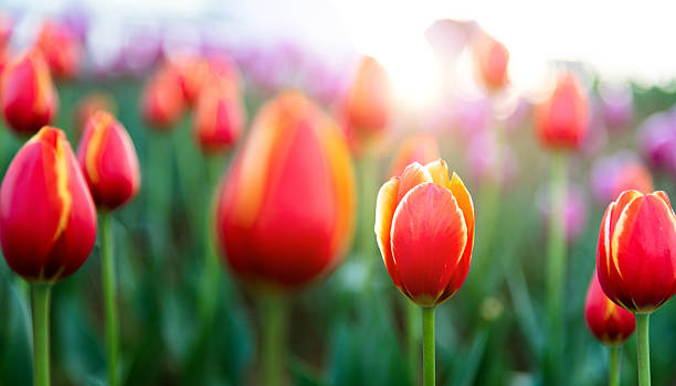 istock Red tulips in bloom in the park in springtime 2234965432