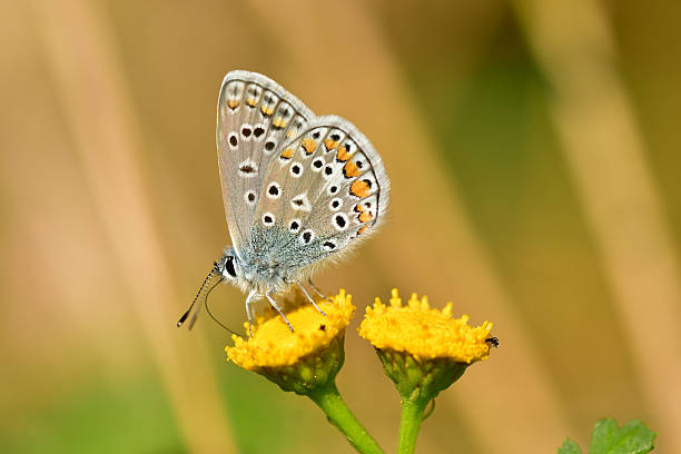 istock common blue, butterfly on a tansy flower 2234965585