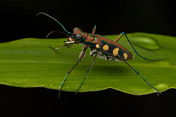 Macro image of beautiful Tiger Beetle insect