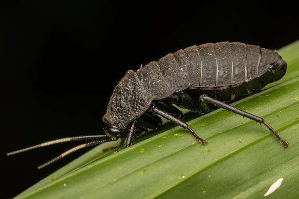 Detailed closeup on a Common grey colored pill-bug, Armadillidium vulgare sitting on wood