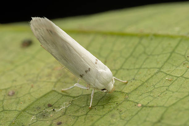 istock Beautiful White colour moth on green leaf 2234965920