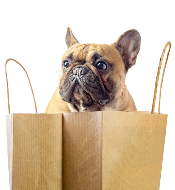 istock French bulldog before an open paper bag. 2234968515