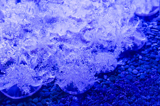 Upside-down jellyfish clustered on rocky aquarium floor, cassiopea species glowing under blue light with textured frilly oral arms