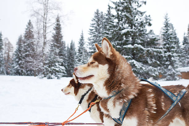 istock Siberian Huskies Standing Outdoors in Snowy Forest during Winter Day 2234969655