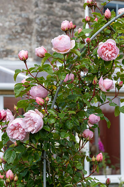Rosa 'Generous Gardener', pink David Austin rose in summer