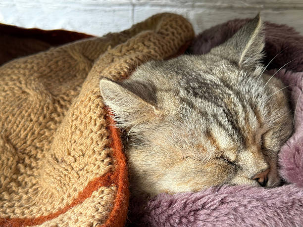istock Cute sleeping cat lying under warm knitted blanket. 2234970897