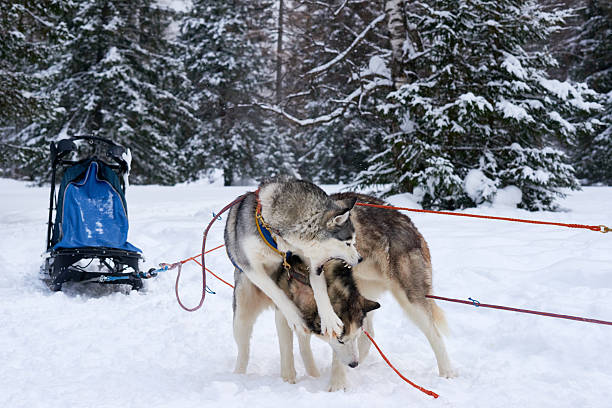 Two sled dogs playing together in snowy forest, harnessed to sled with empty seat visible in background, energetic interaction between animals during winter outdoor activity