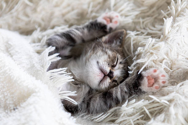 istock Cute funny striped Scottish fold kitten sleeping lying on back white blanket on bed. Concept of adorable little pets. Relax domestic pets. 2234972180