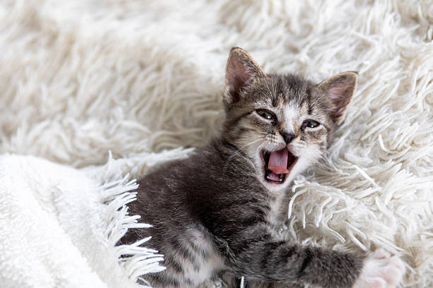 Cute funny striped Scottish fold kitten sleeping lying on back white blanket on bed. Concept of adorable little pets. Relax domestic pets.