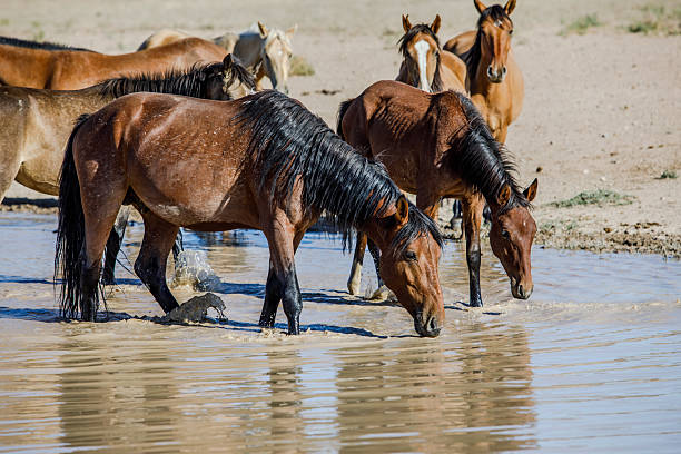 A small herd of horses drinking water. Hilly terrain
