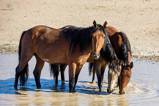 istock A small herd of horses drinking water. Hilly terrain 2234972416