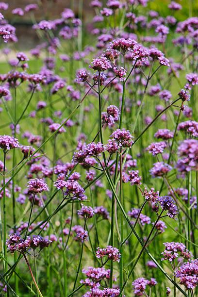 istock A field of Verbena bonariensis in summer 2234972722