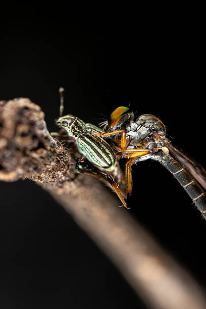 istock Closeup macro of a small insect Robber fly on a green leaf with wings wide 2234972745