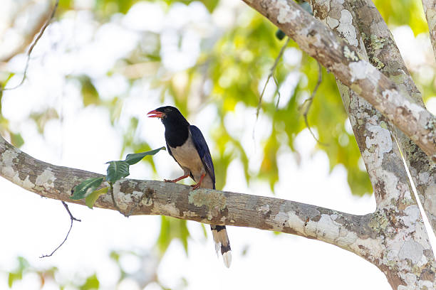 istock A yellow-billed hornbill and great spotted woodpecker on a branch with white feathers in the wild forest 2234972762