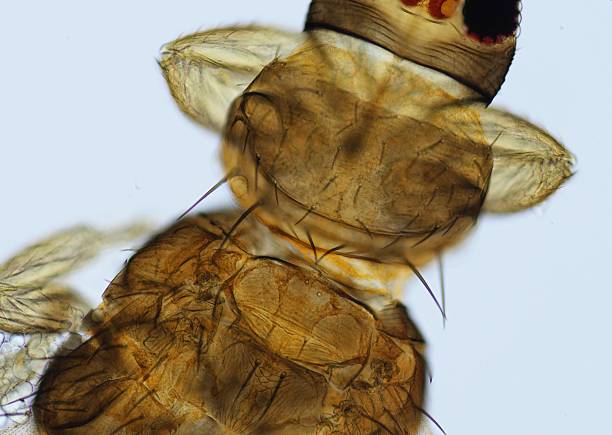 istock close up of fruit flies in mycroscope 2234974011