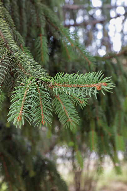 istock Spruce Branch With Fresh Green Needles Close-Up 2234975135