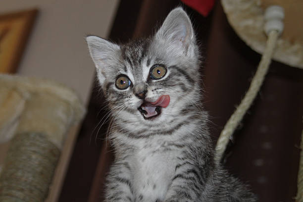 istock beautiful cute little kitten meowing and smiling 2234975315