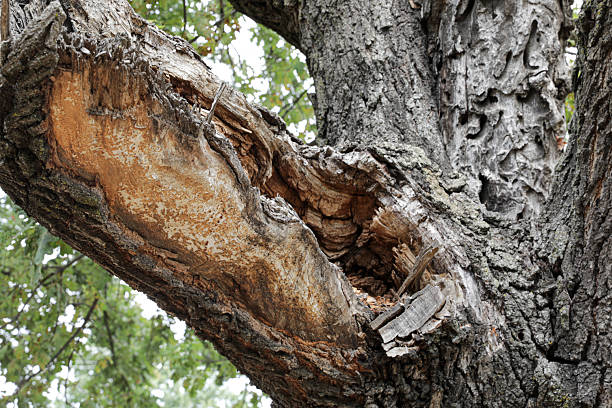 Close-up of rough, fissured tree bark on a mature trunk, showing grey-brown ridges, cracks, and small lichen patches—a natural wood texture/background with copy space.