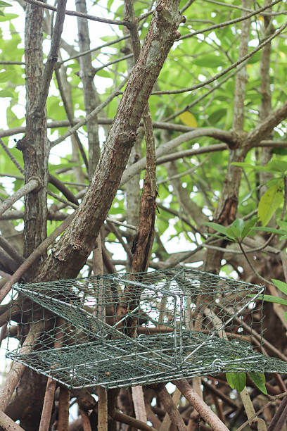 istock A Crab Trap on a Mangrove Tree in the Mangrove Forest 2234976354