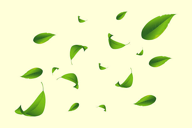 istock Fresh green foliage swirl, spring and summer leaves composition 2234980898
