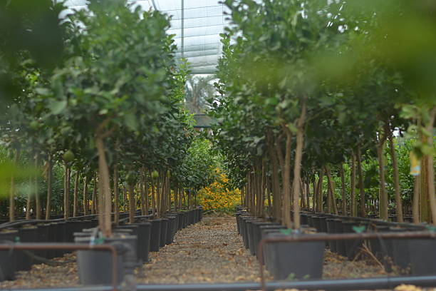 istock Lemon plants in the nursery 2234983290