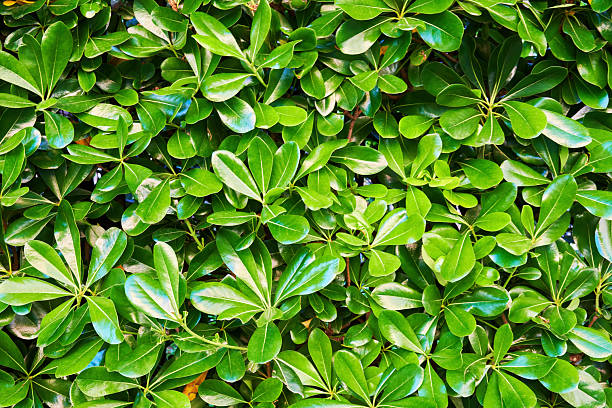 istock Background texture with detailed green lush succulent leaves 2234984306