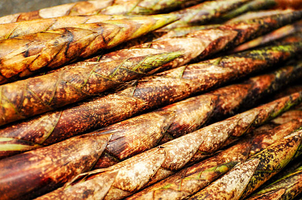 Freshly Harvested Green Bamboo Shoots